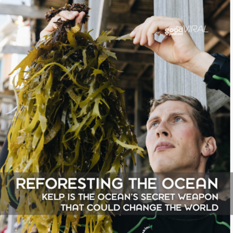 Reforesting the Ocean – Kelp is the Ocean’s Secret Weapon That Could Change the World
